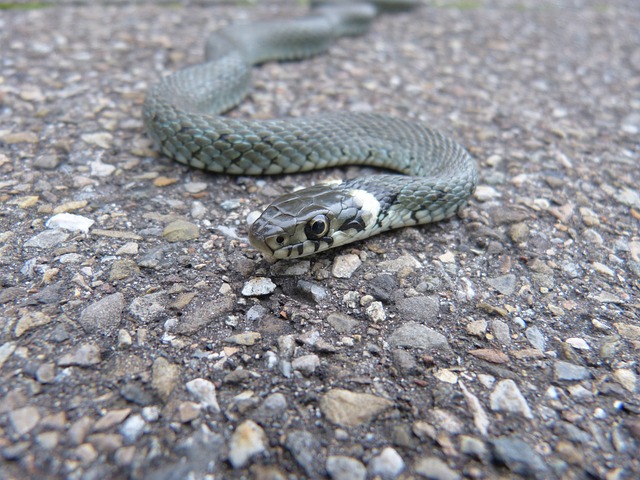 草蛇 线 爬虫 - 上的免费照片