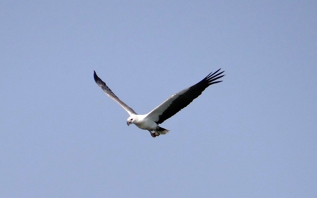 海鹰 鹰 白腹 - 上的免费照片