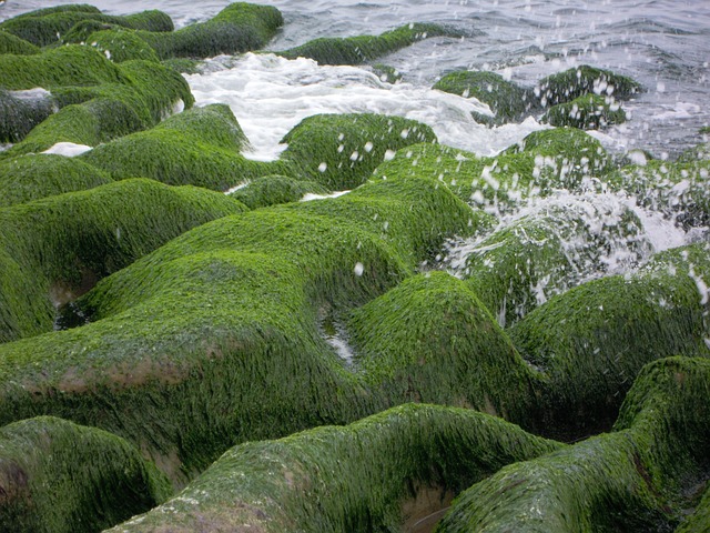 Sea Groove 老梅石槽 海蝕溝 - 上的免费照片