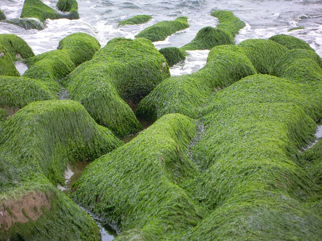 Sea Groove Weed 海蝕溝 - 上的免费照片