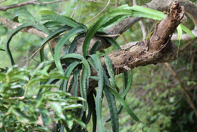 树 植物 丛林 - 上的免费照片