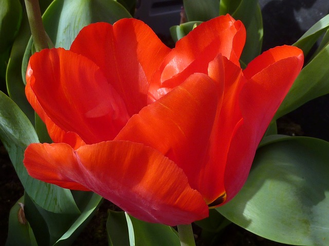 郁金香 花 红色 - 上的免费照片