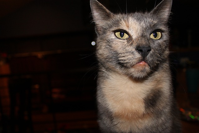 猫 生气的 玳瑁 - 上的免费照片