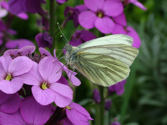 蝴蝶 春天 绿纹白 - 上的免费照片