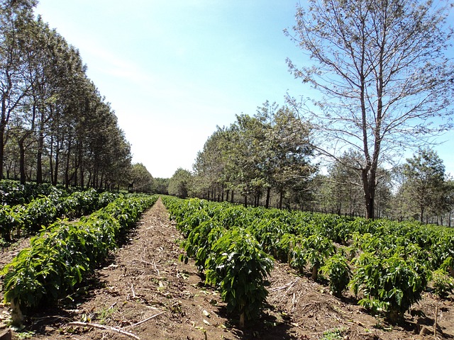 咖啡 人工林 咖啡种植园 - 上的免费照片