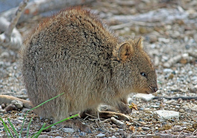 Quokka 有袋动物 袋鼠 - 上的免费照片