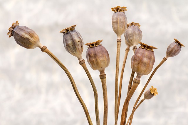 罂粟 罂粟籽胶囊 干燥 - 上的免费照片