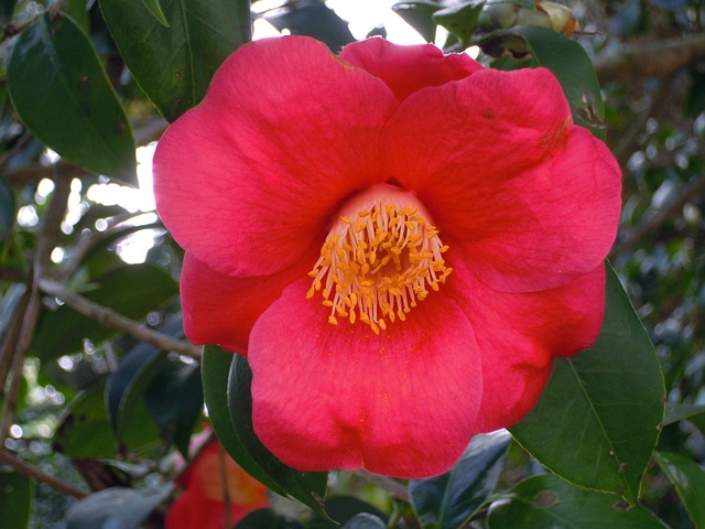 山茶花 單瓣 紅色 Camellia - 上的免费照片