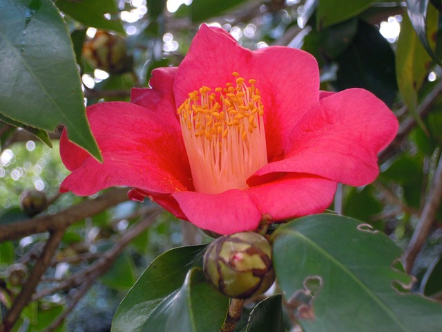 山茶花 單瓣 花蕊 Camellia - 上的免费照片