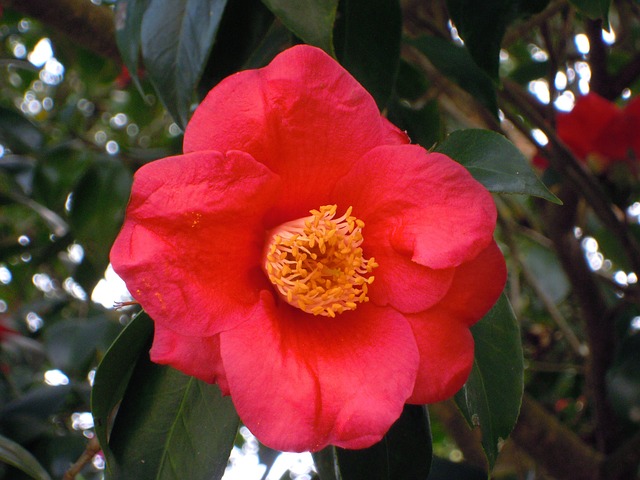 山茶花 單瓣 花蕊 Camellia - 上的免费照片
