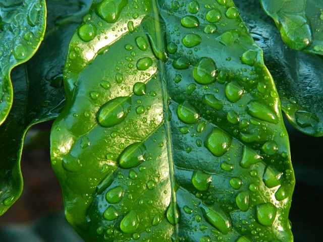 叶子 雨 咖啡 - 上的免费照片