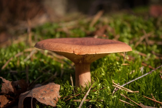 蘑菇 森林 秋天 - 上的免费照片