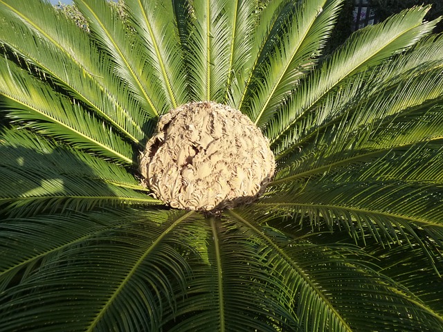 棕榈树 水果 棕榈果 - 上的免费照片