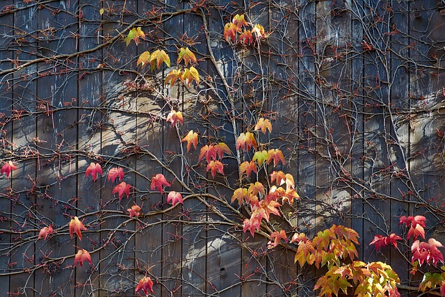 落下 葡萄叶 树叶 - 上的免费照片