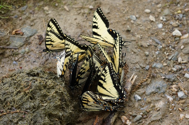 动物 昆虫 蝴蝶 - 上的免费照片