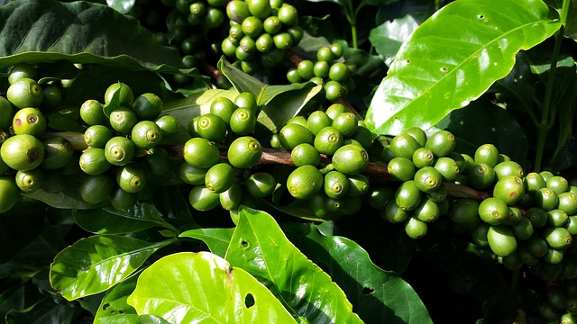 咖啡 咖啡树 水果 - 上的免费照片