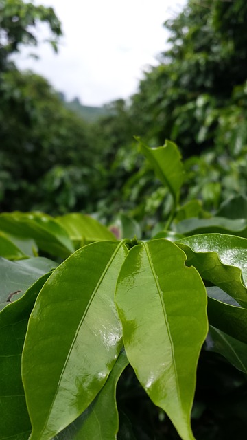 咖啡树 咖啡 人工林 - 上的免费照片