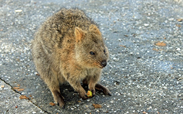 Quokka 有袋动物 袋鼠 - 上的免费照片