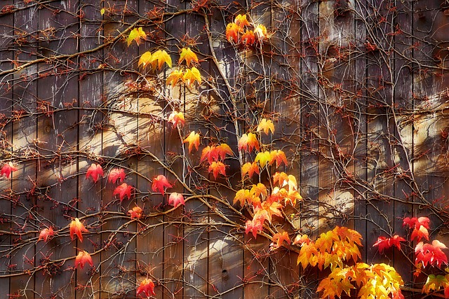 落下 葡萄叶 树叶 - 上的免费照片