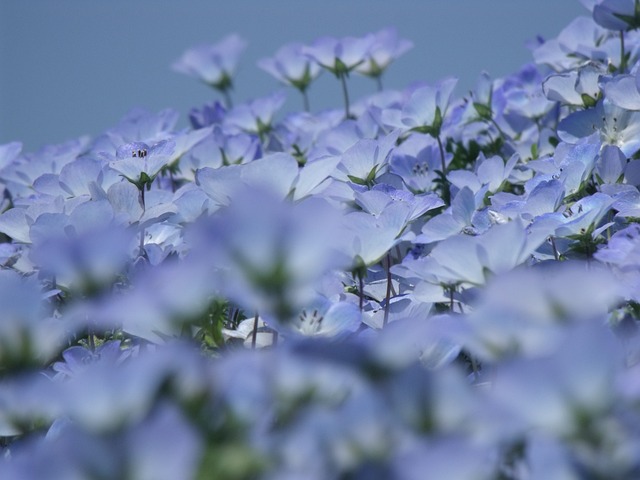 Nemophila 鲜花 - 上的免费照片