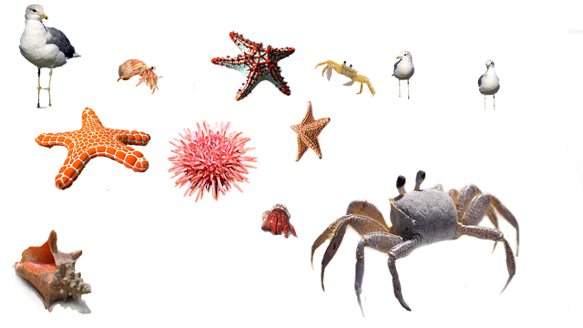 海胆 螃蟹 海星 - 上的免费图片