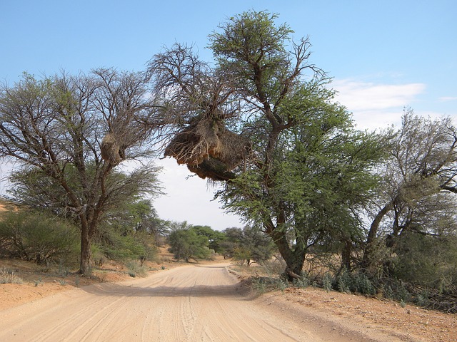 非洲 卡拉嘎迪 国家公园 - 上的免费照片