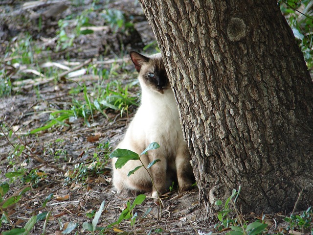 猫 暹罗 猫科动物 - 上的免费照片