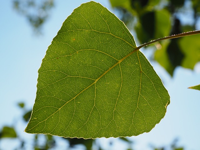 叶子 杨树叶 叶脉 - 上的免费照片