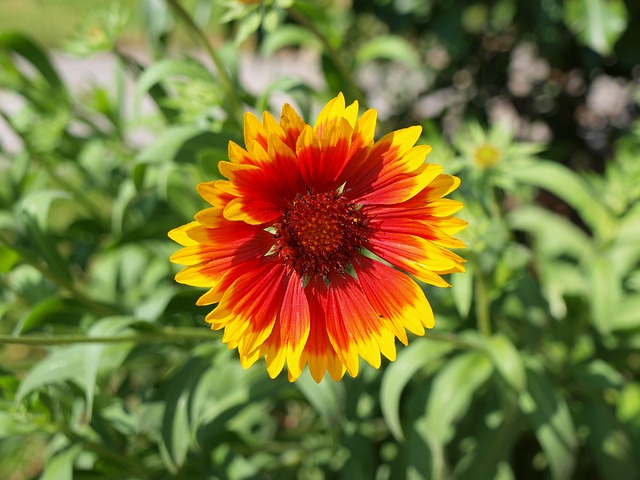 科卡花 花 植物 - 上的免费照片