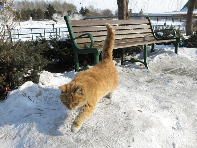 猫猫 雪地 - 上的免费照片