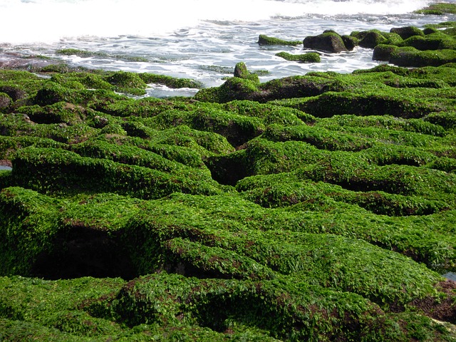 綠石槽 潮溝 海蝕溝 Sea - 上的免费照片