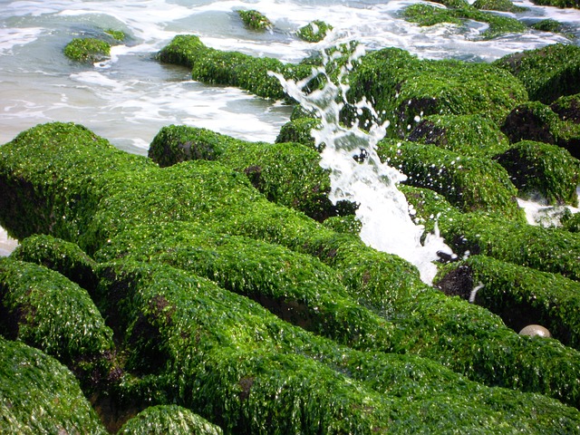 綠石槽 潮溝 海蝕溝 Sea - 上的免费照片