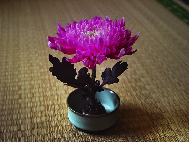 菊花 中國風 禪 - 上的免费照片