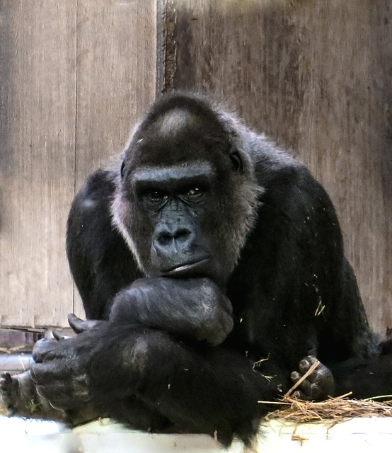 大猩猩 猿 黑色的 - 上的免费照片