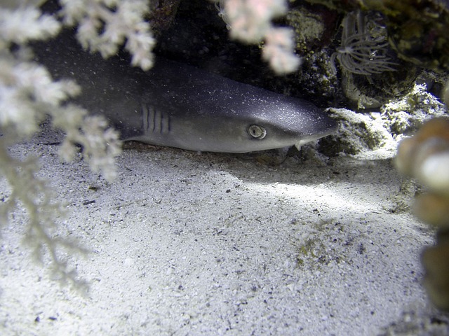 鲨鱼 白鳍礁鲨 礁鲨 - 上的免费照片