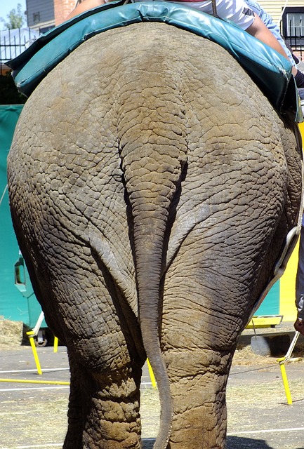 大象 屁股 对接 - 上的免费照片