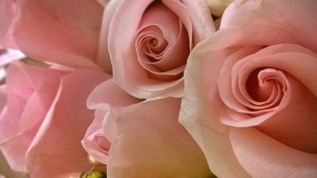 粉紅色 玫瑰花 - 上的免费照片