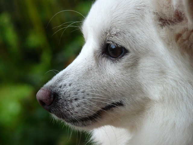 便便 狗 博美犬 - 上的免费照片