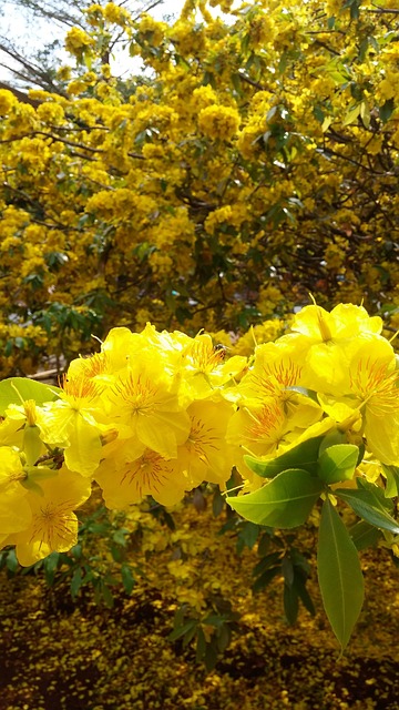 花 黄色 春天 - 上的免费照片