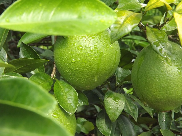 水果 绿色 - 上的免费照片