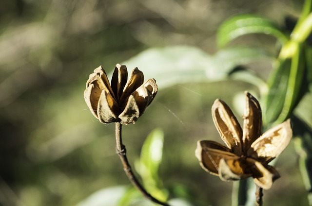 自然 Jara 花 - 上的免费照片