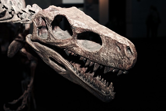 恐龙 化石 骨 - 上的免费照片