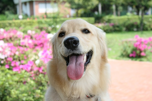 狗 黃金獵犬 寵物 - 上的免费照片