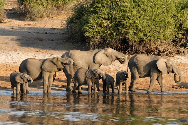 博茨瓦纳 大象 乔贝 - 上的免费照片