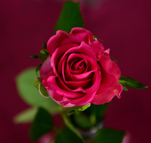 玫瑰 粉色的 开花 - 上的免费照片