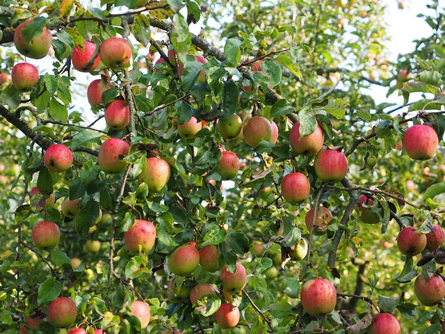苹果 苹果树 水果 - 上的免费照片