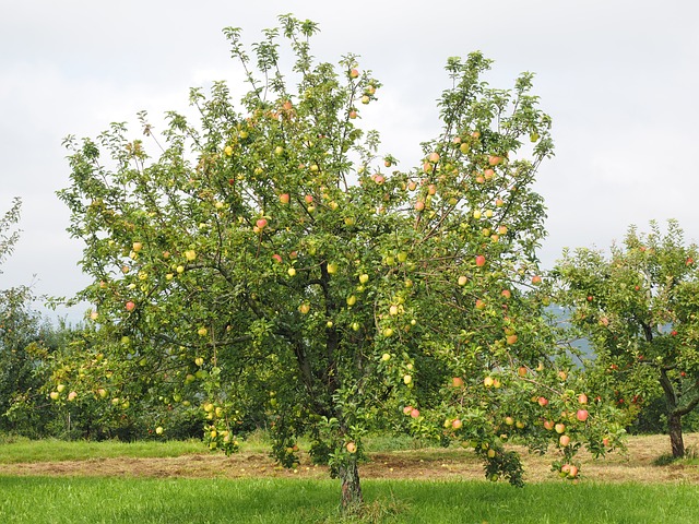 苹果树 苹果 水果 - 上的免费照片