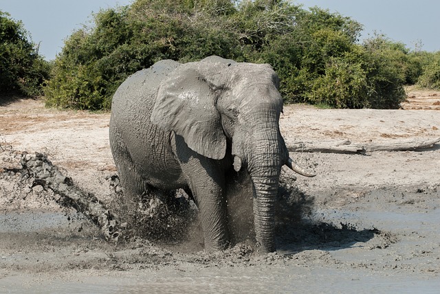 大象 水洞 自大 - 上的免费照片