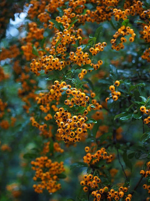 火棘 水果 浆果 - 上的免费照片