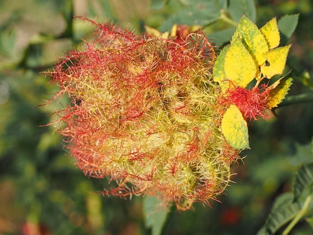 蔬菜胆汁 玫瑰睡苹果 熟睡的苹果 - 上的免费照片